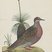 Common Bronzewing